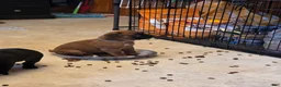 Boxer dogs for sale: Bear - Ad 21