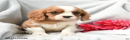 Cavalier King Charles Spaniel dogs for sale: Hugo - Ad 5