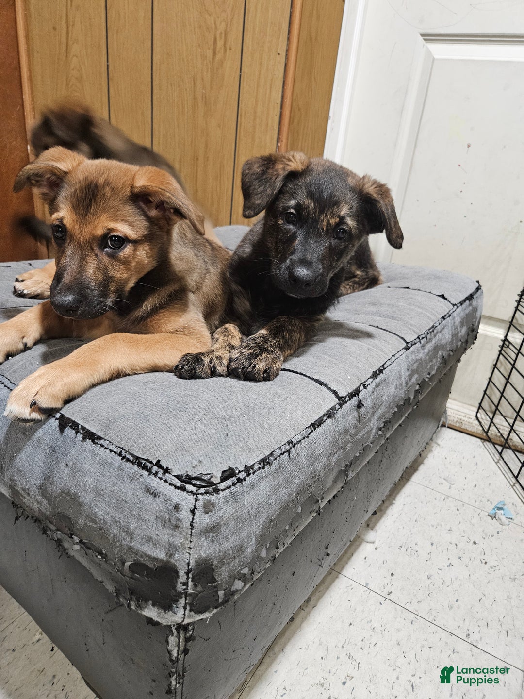 Mixed Breed dogs for sale: Mixed Breed Puppy 2 - Ad 5