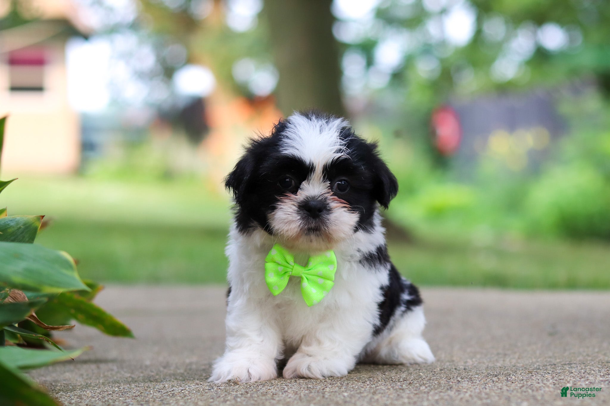 Shih Tzu dogs Huckleberry - Ad 1