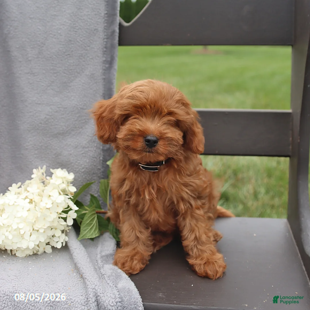 Cavapoo dogs for sale: Taffy - Ad 2