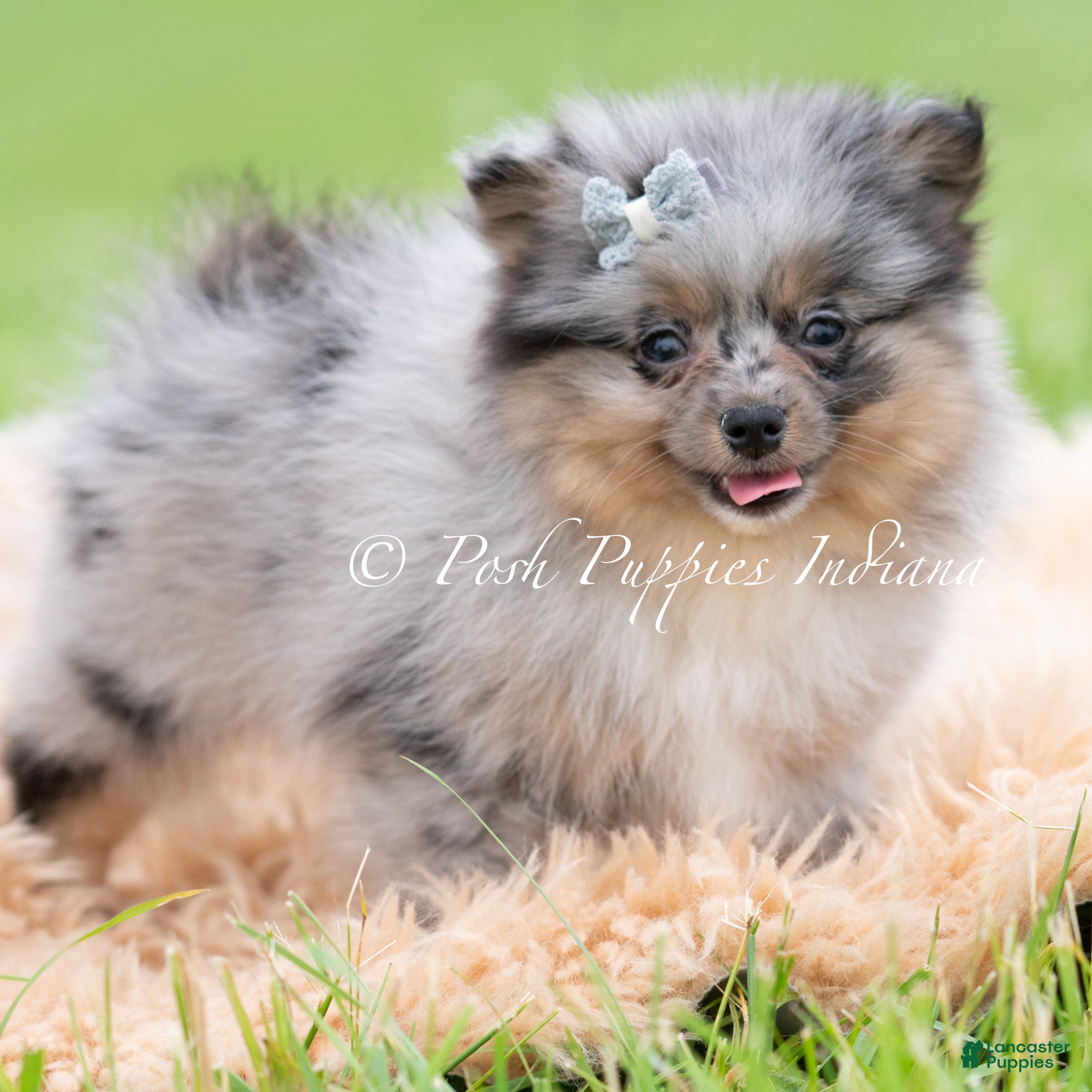 Pomeranian dogs for sale: Cullen AKC - Ad 4
