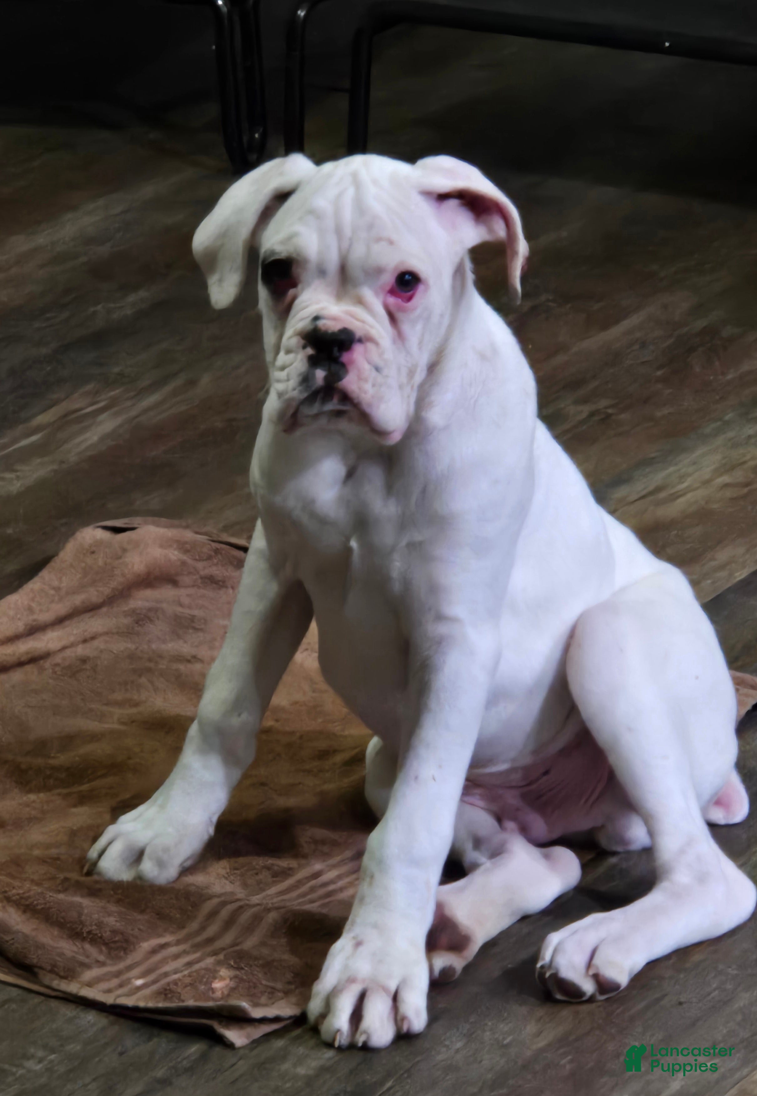 Boxer dogs Jack - Ad 9