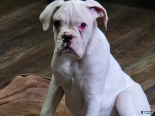 Boxer dogs Jack - Ad 5