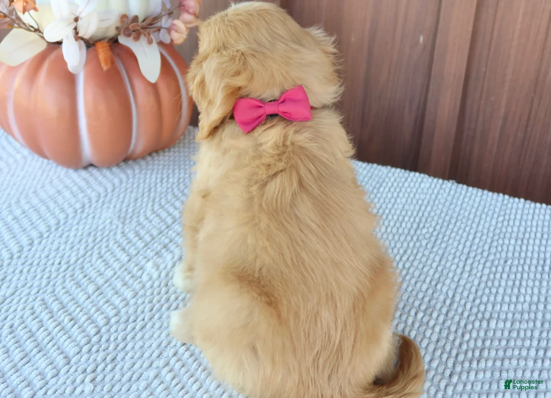 Mixed Breed dogs for sale: Daisy - Ad 5