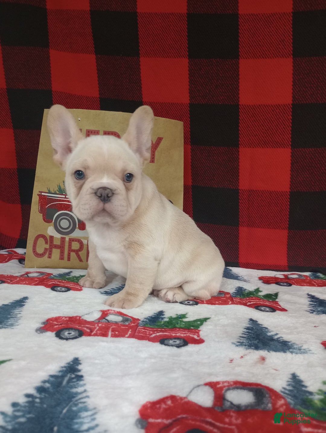 French Bulldog dogs for sale: Joel  - Ad 5