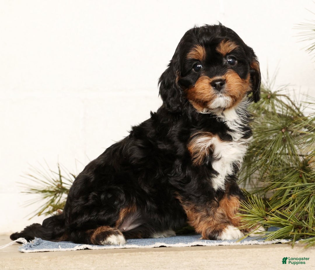 Cavapoo dogs for sale: Stella - Ad 5