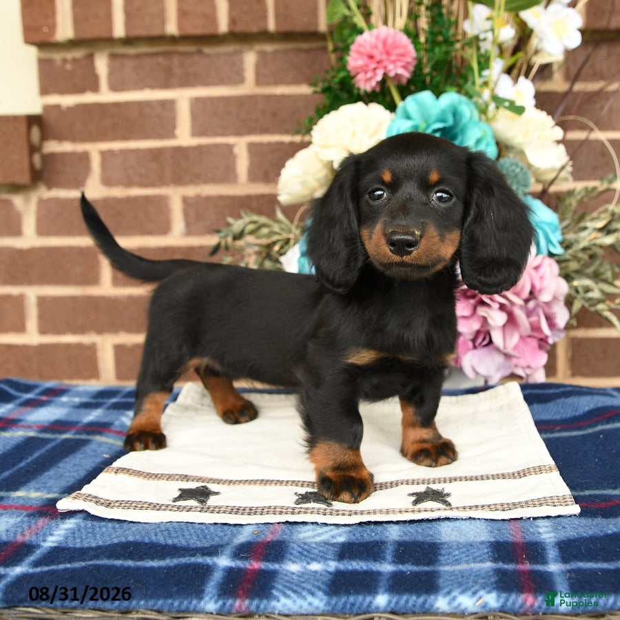 Miniature Dachshund dogs Lily - Ad 1