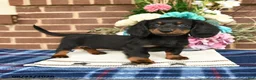 Miniature Dachshund dogs for sale: Lily - Ad 1