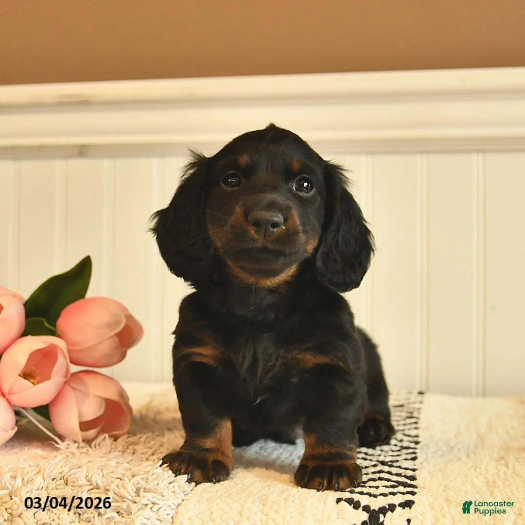 Miniature Dachshund dogs for sale: Todd  - Ad 1
