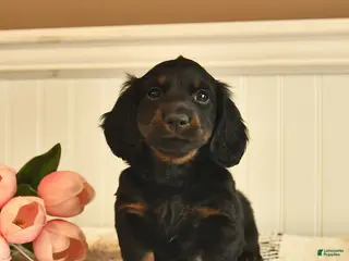 Miniature Dachshund dogs for sale: Todd - Ad 1