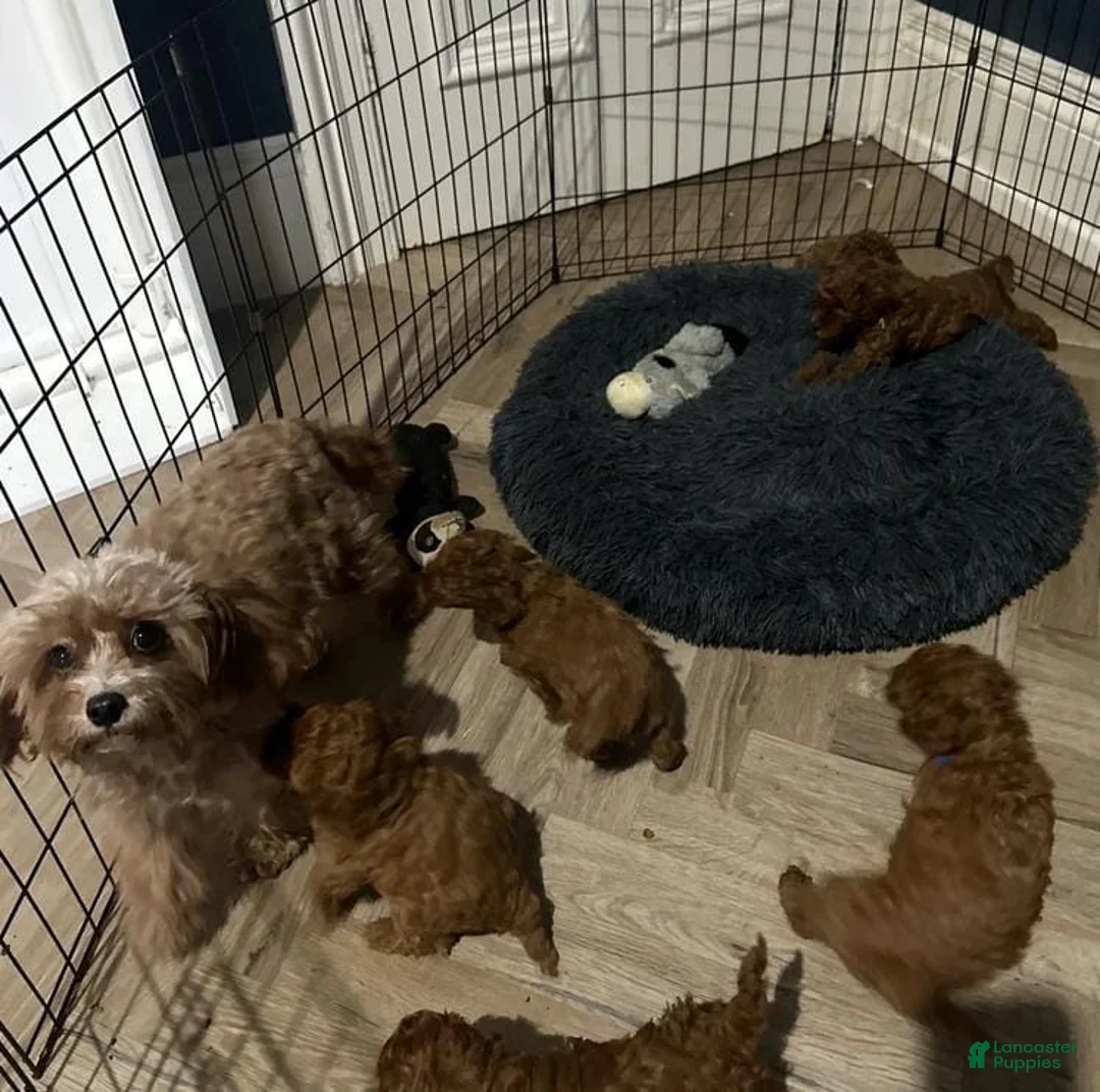 Cavapoo dogs for sale: Kenny - Ad 2
