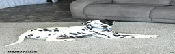 Dalmatian dogs for sale: Cinderella - Ad 7