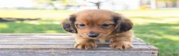 Miniature Dachshund dogs for sale: Peanut - Ad 5