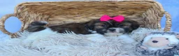 Shih Tzu dogs for sale: STELLA - Ad 8