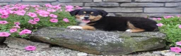 Australian Shepherd dogs for sale: Pixie  - Ad 3