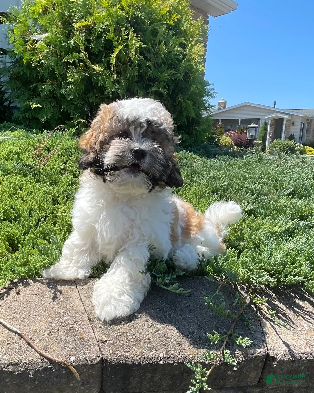 Teddy Bear dogs for sale: Adam - Ad 10