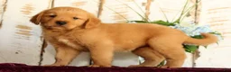 Golden Retriever dogs for sale: Sandy - Ad 4