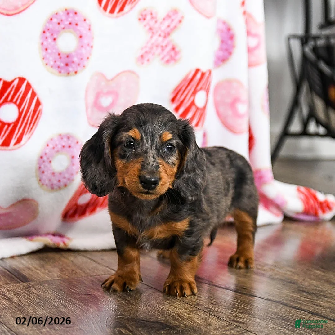 Miniature Dachshund dogs for sale: Oscar - Ad 3