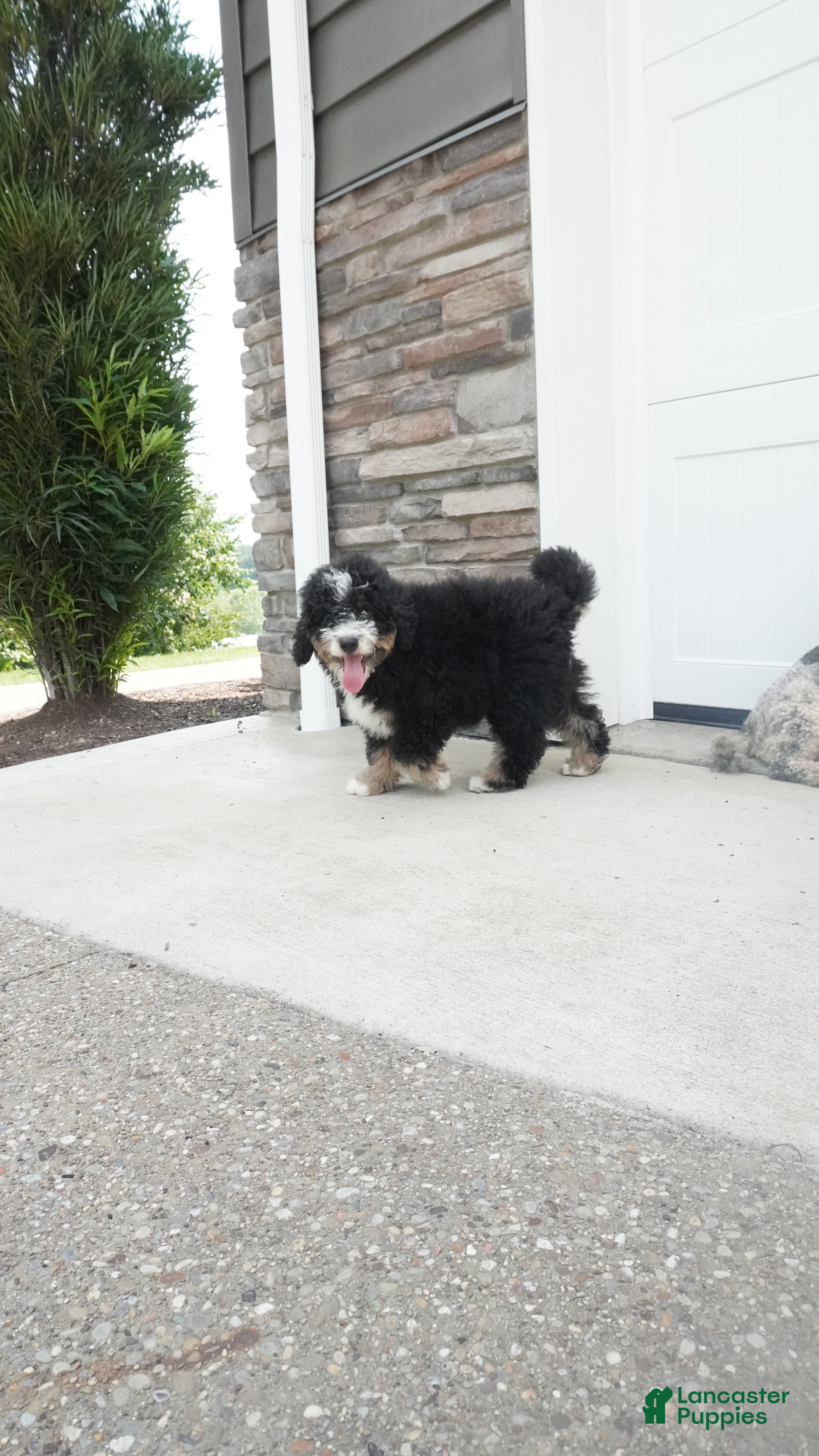 Mini Bernedoodle dogs BO - Ad 1