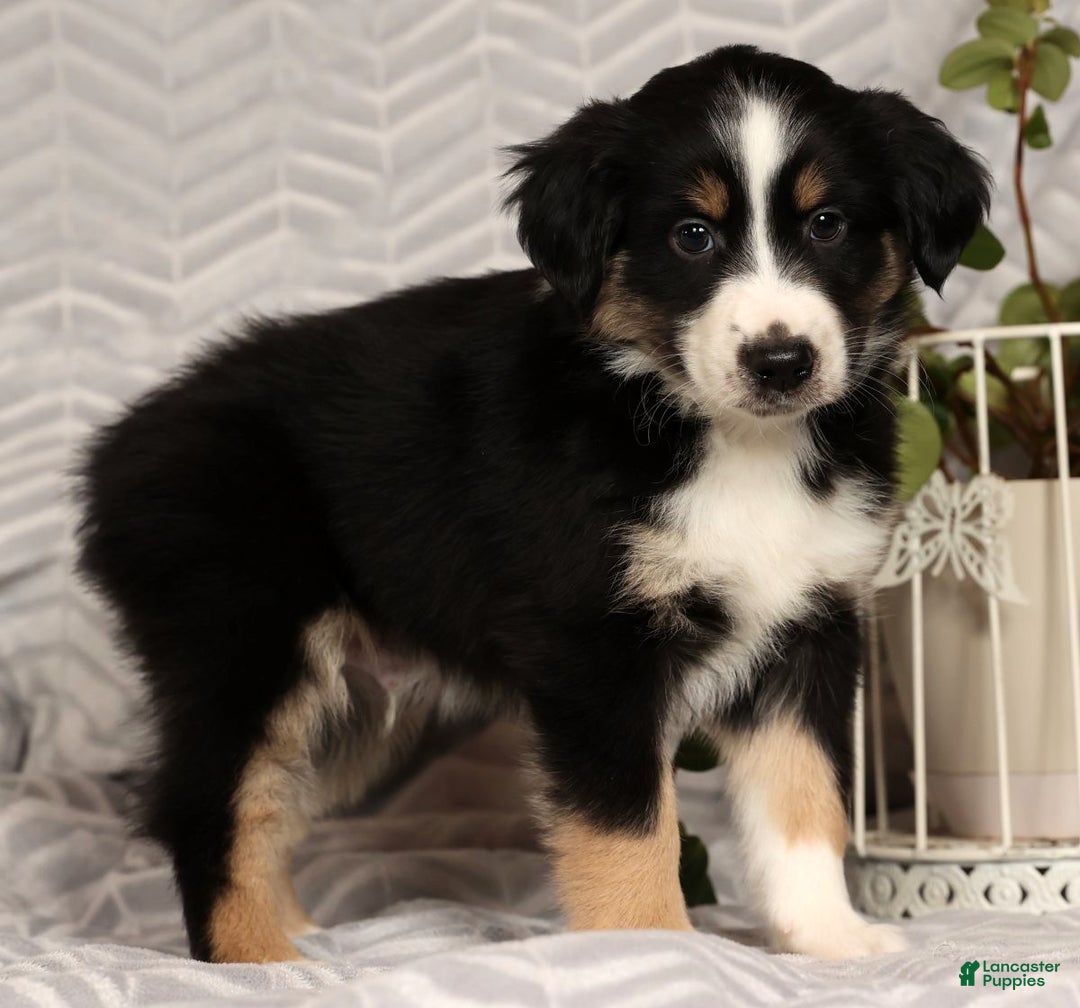 Miniature Australian Shepherd dogs for sale: Jimmy - Ad 1