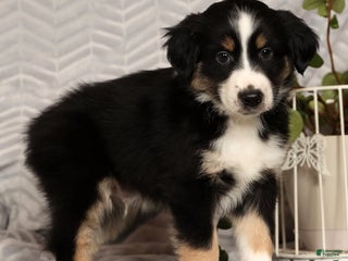 Miniature Australian Shepherd dogs Jimmy - Ad 15