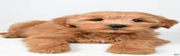 Mini Goldendoodle dogs for sale: Chloe - Ad 7