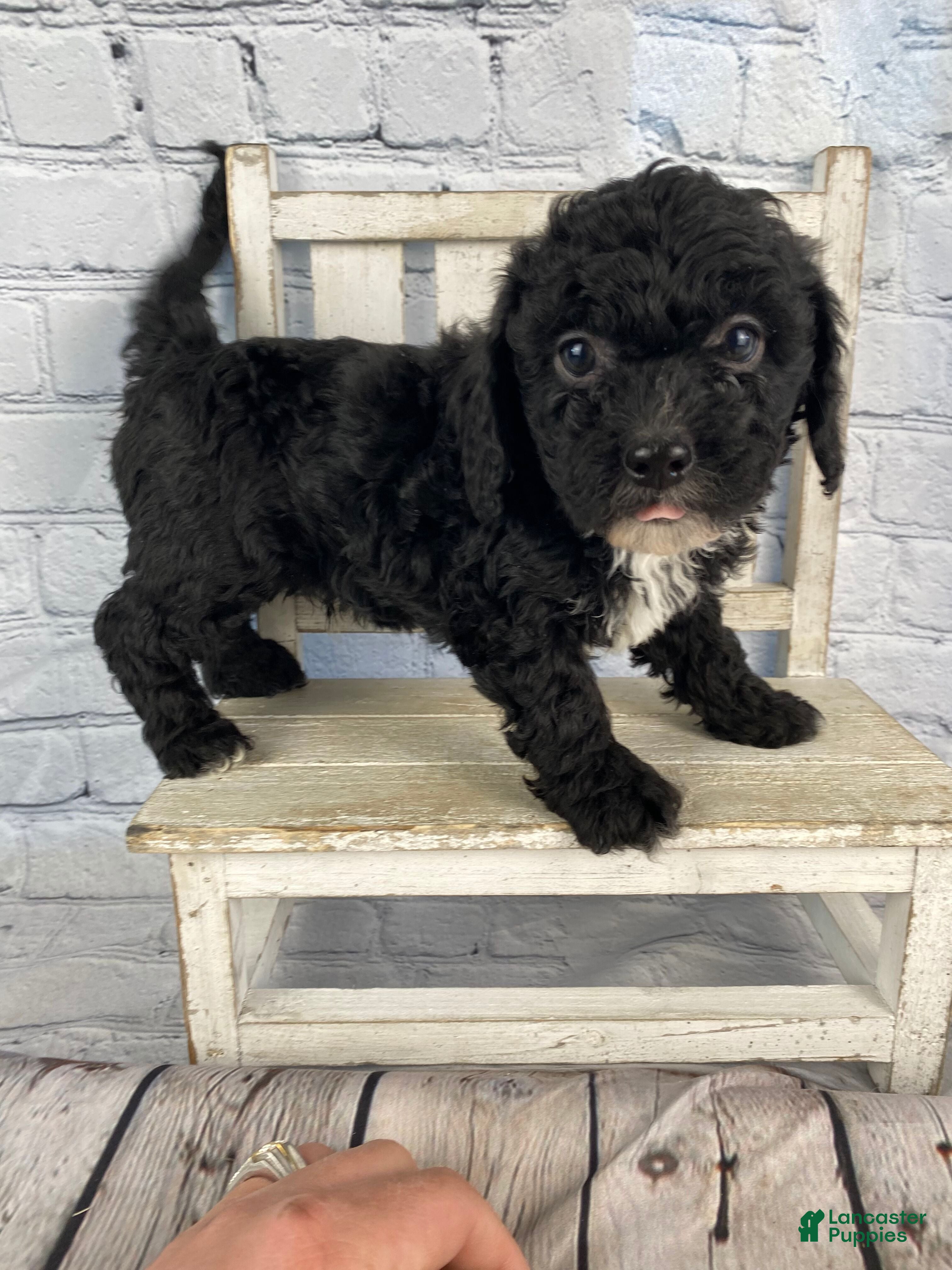 Cavapoo dogs Jack - Ad 2