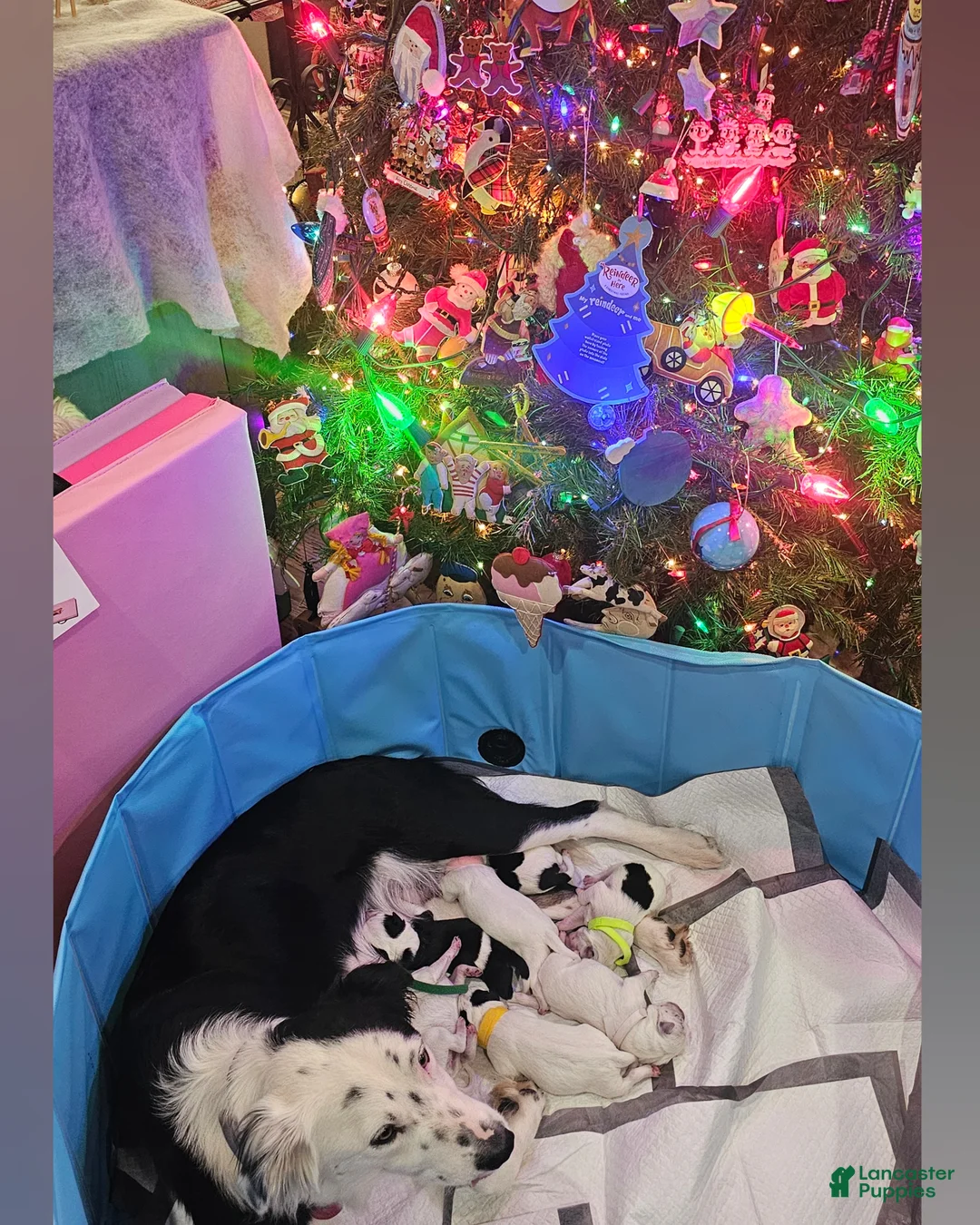 Mixed Breed dogs for sale: Mixed Breed Puppy 7 - Ad 24