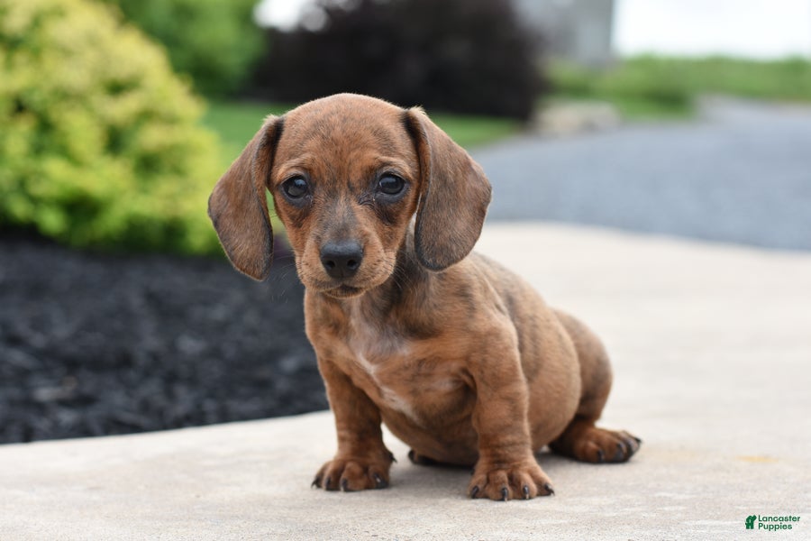 Miniature Dachshund dogs Yasmin - Ad 1