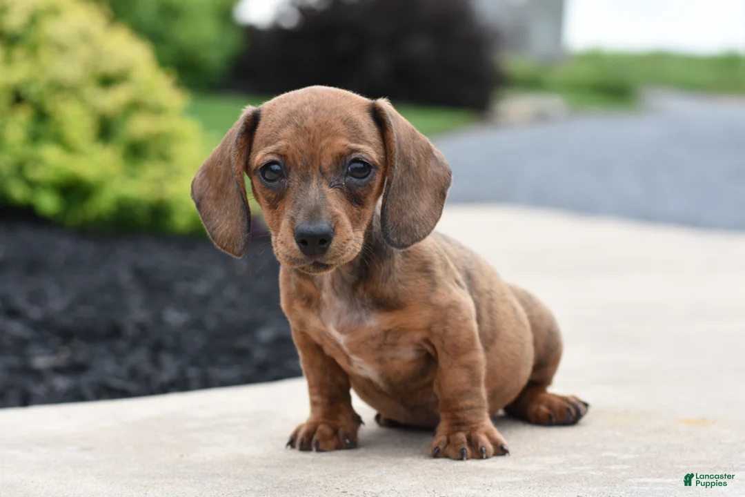 Miniature Dachshund dogs for sale: Yasmin - Ad 1