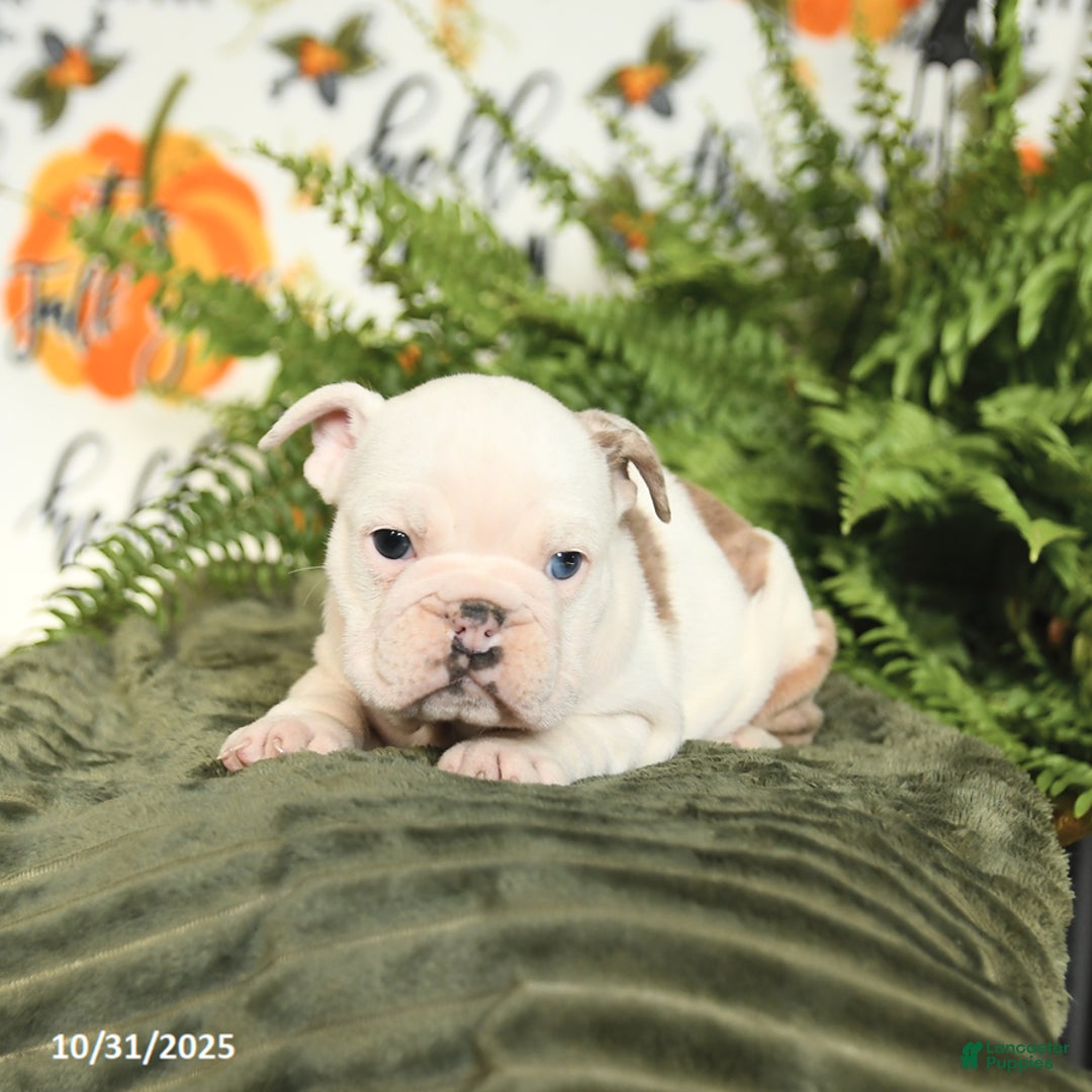 Mixed Breed dogs for sale: Muffin - Ad 2