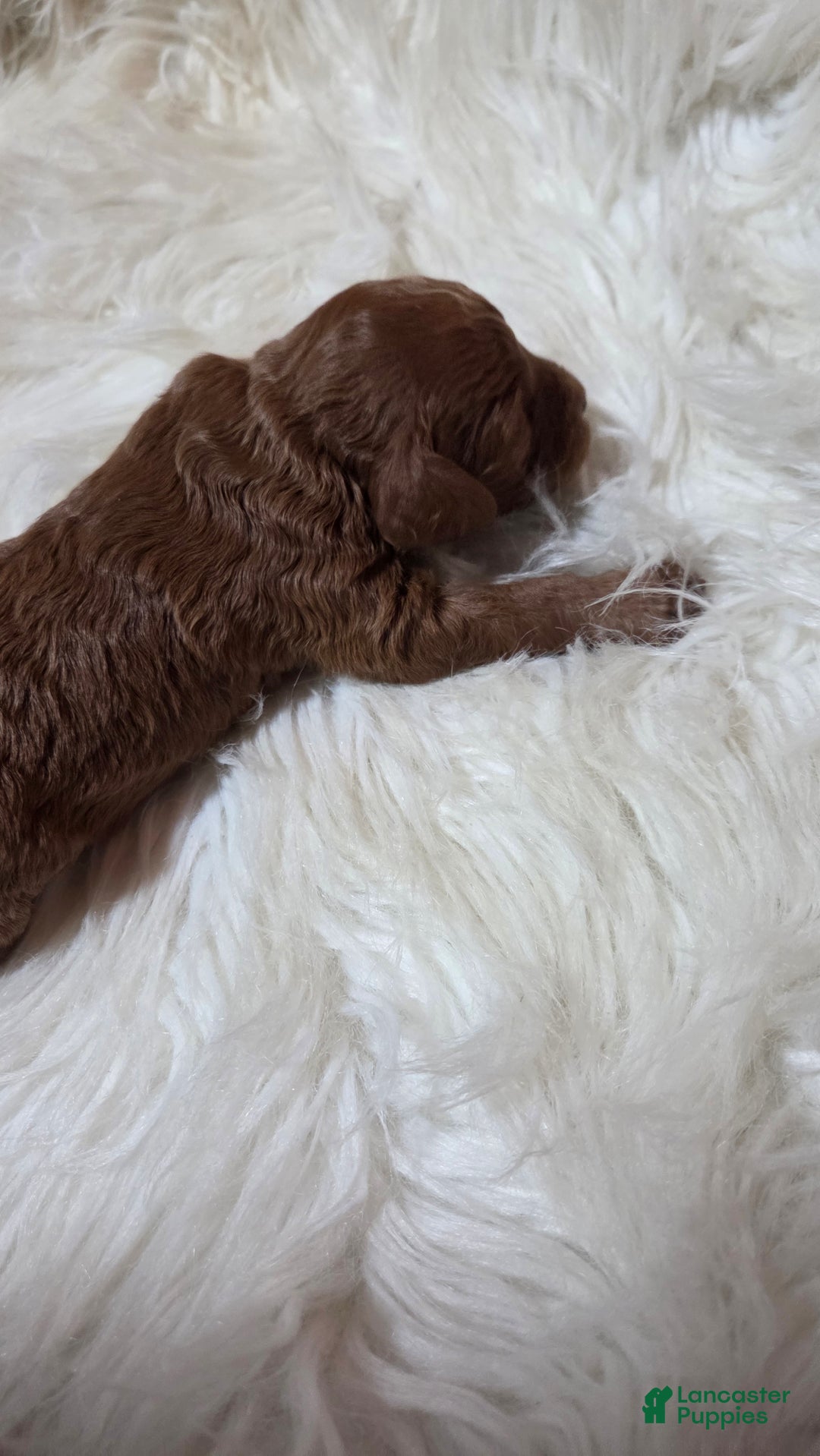 Cavapoo dogs for sale: Graham - Ad 4