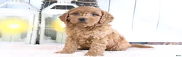 Mini Goldendoodle dogs for sale: Marco - Ad 3