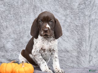 German Shorthaired Pointer dogs - Ad 38