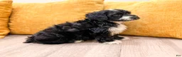 Yorkiepoo dogs for sale: Bear - Ad 5