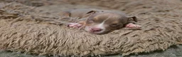 American Bully dogs for sale: American Bully 4 - Ad 4