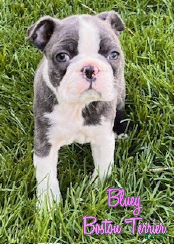 Boston Terrier dogs Bluey - Ad 1