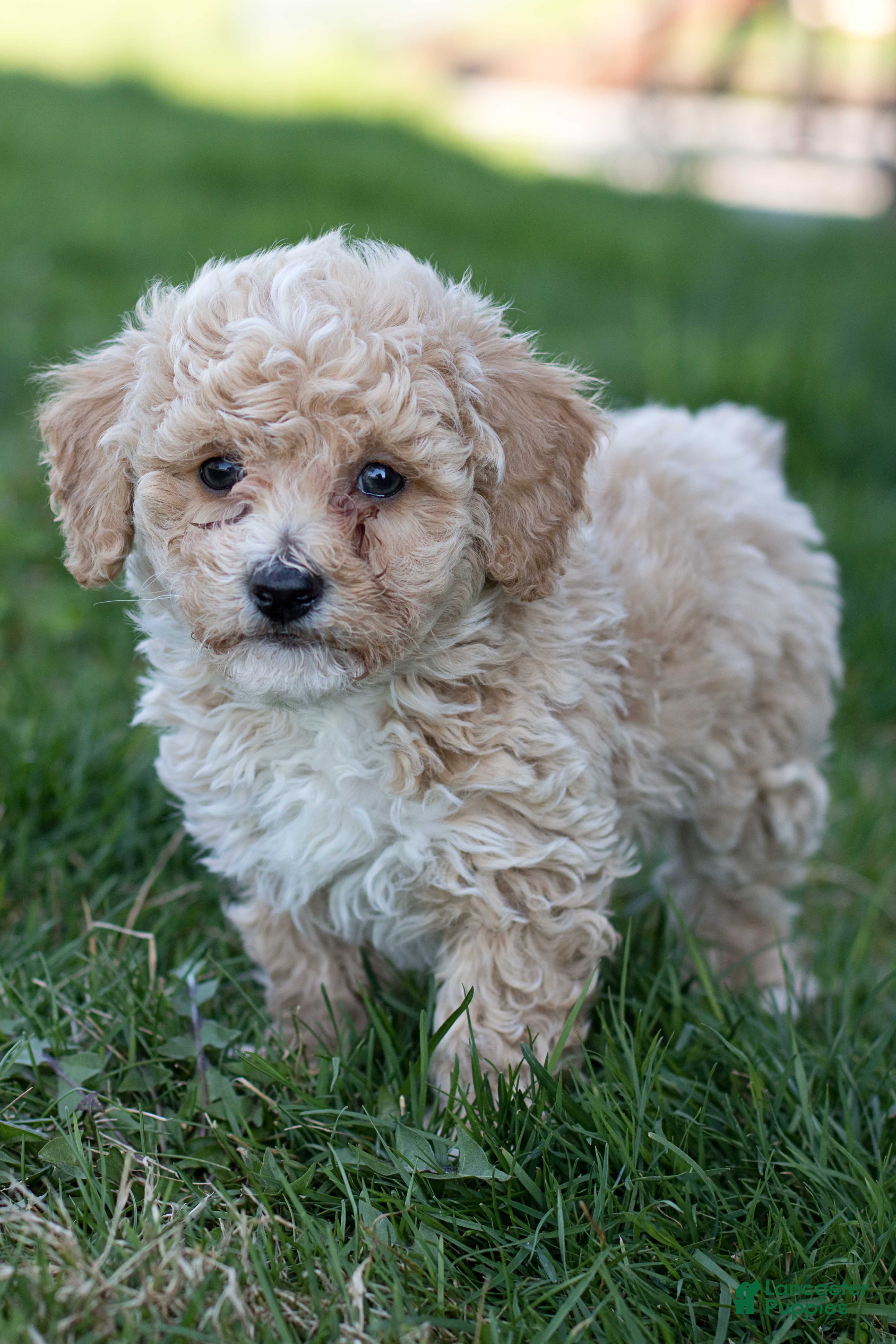 Bichpoo dogs Cooper - Ad 1