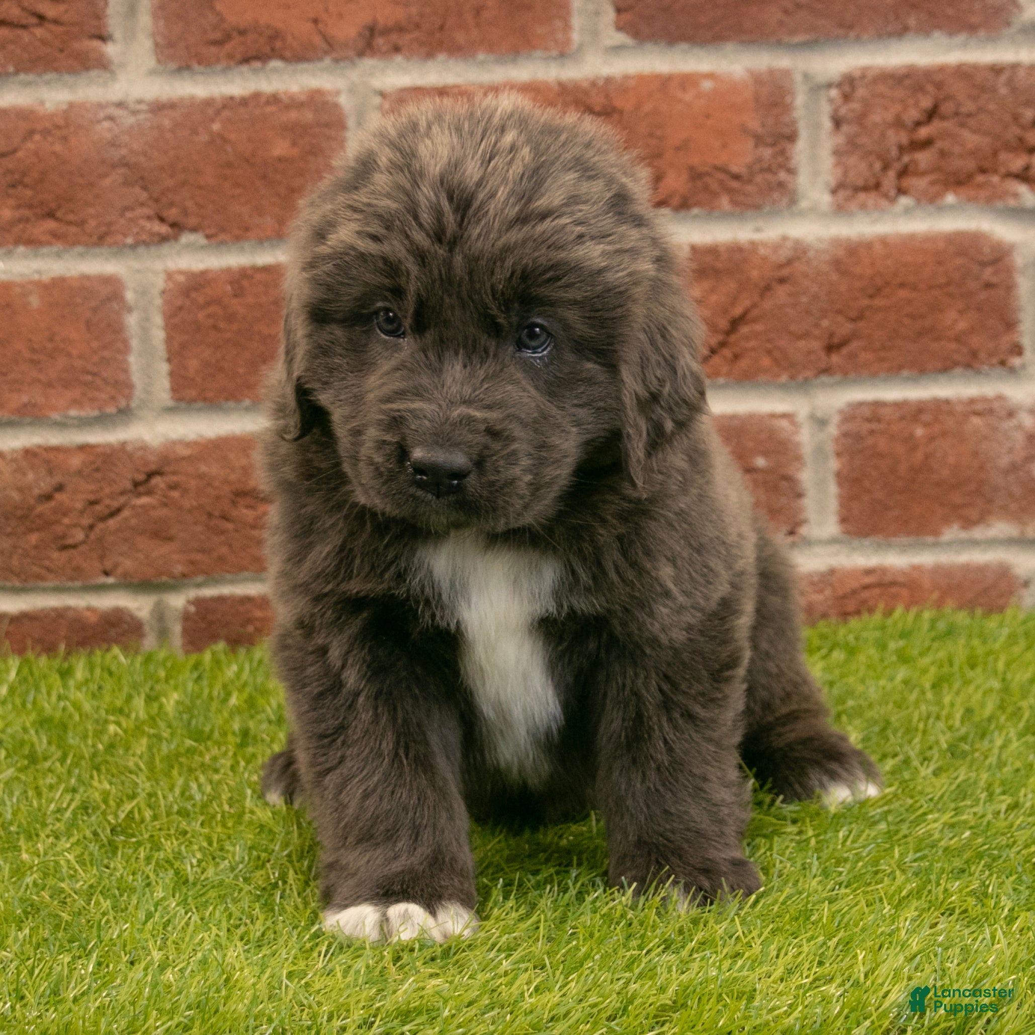 Newfoundland dogs for sale: Jenny - Ad 4