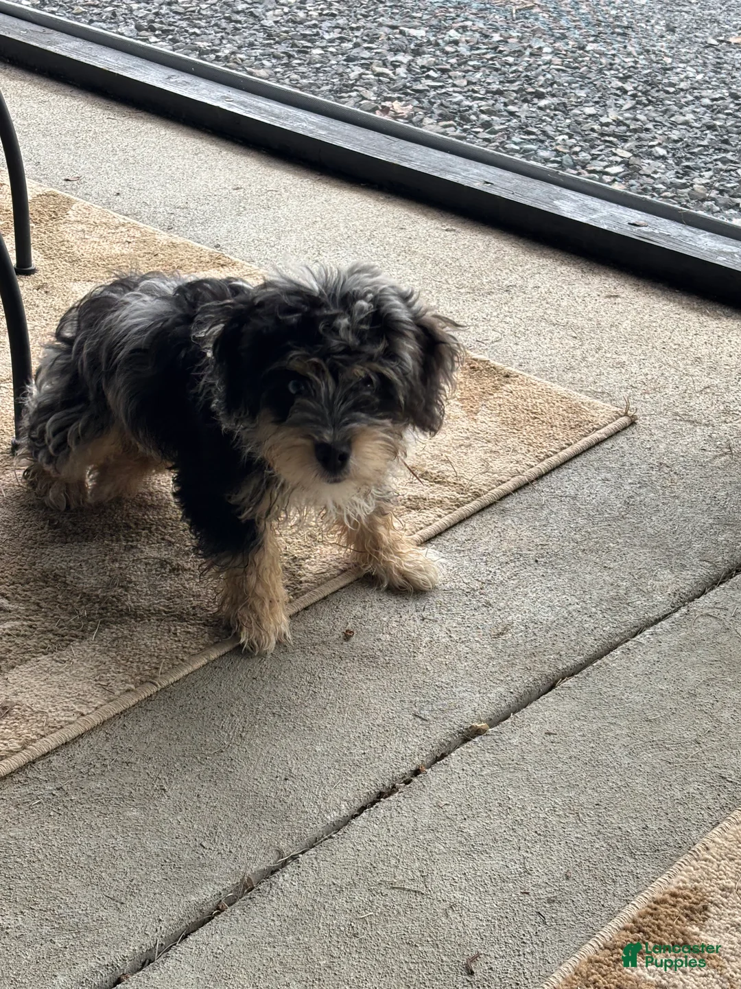 Aussiedoodle dogs for sale: Aussiedoodle 1 - Ad 1