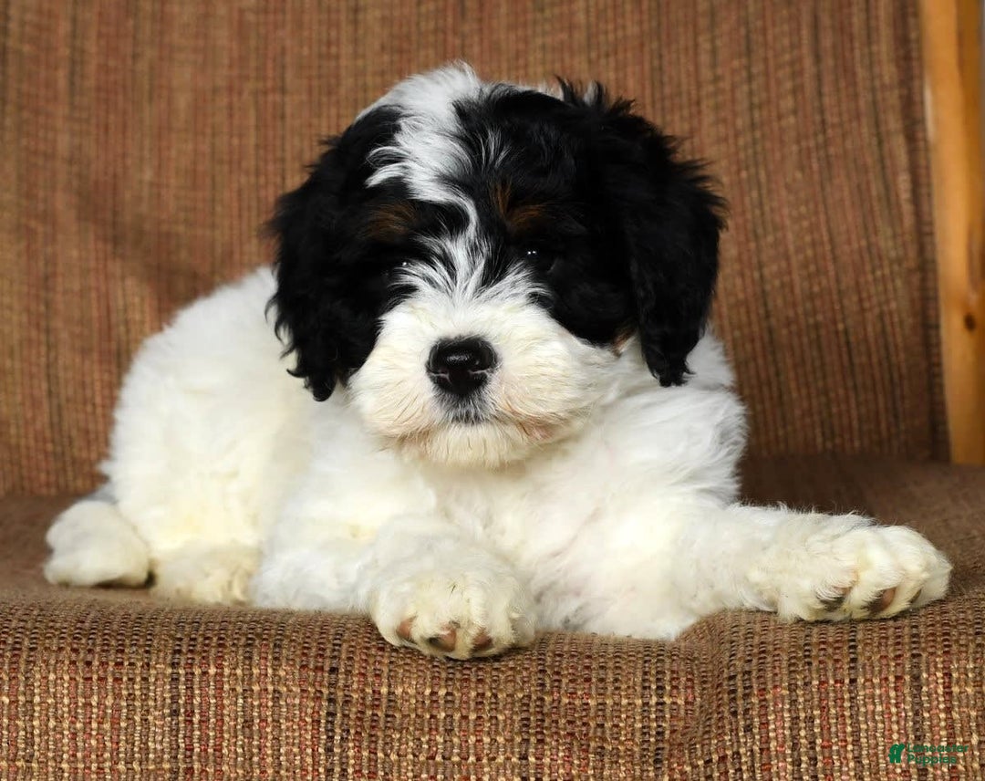 Gallery Image {{count}}