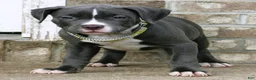 American Bully dogs for sale: "AALIYAH" BLUE NOSE / BLUE EYES - Ad 6