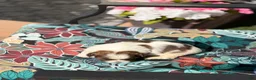 Shih Tzu dogs for sale: Ella - Ad 6
