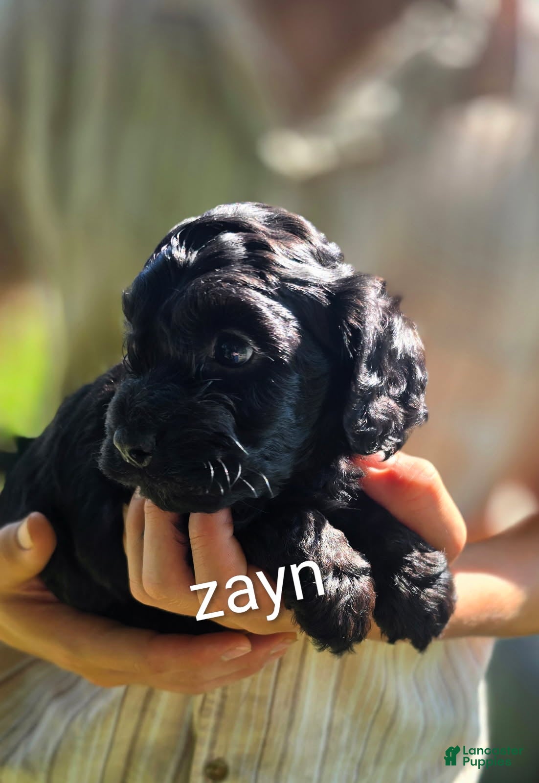 Cockapoo dogs Zayn - Ad 1