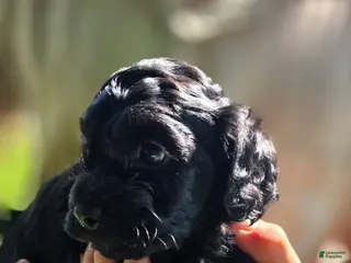 Cockapoo dogs for sale: Zayn - Ad 3