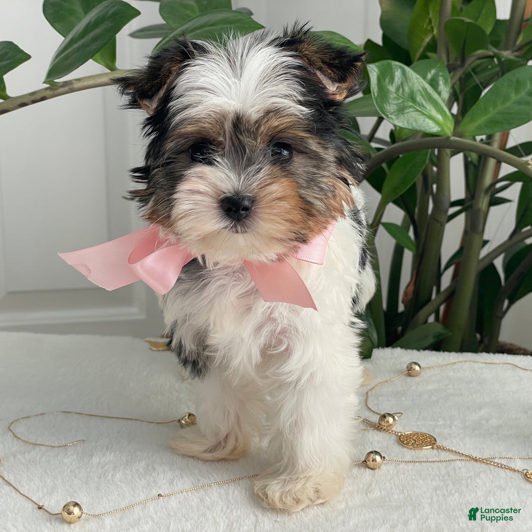 Biewer Terrier dogs for sale: Chai - Ad 10