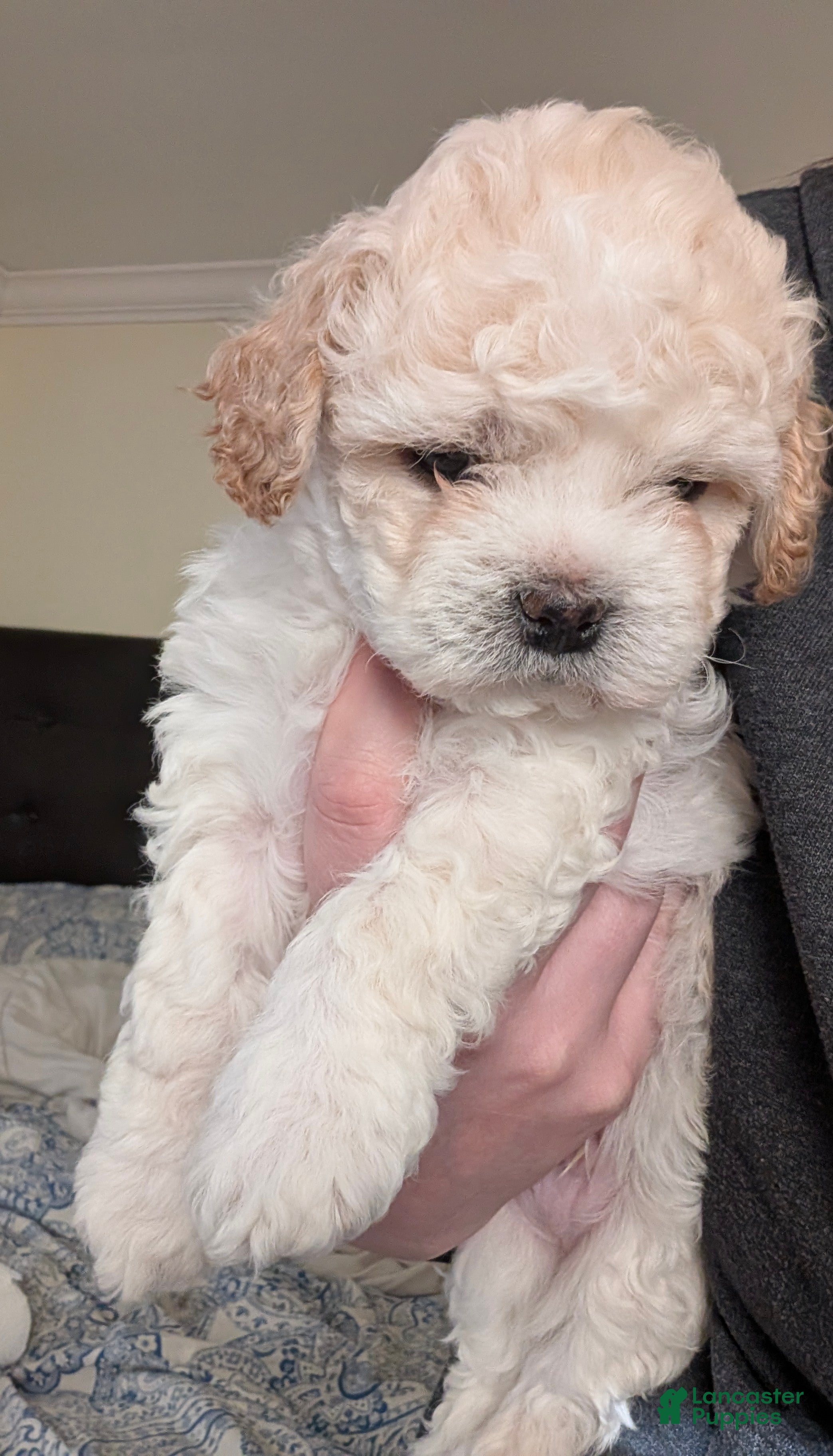 Shihpoo dogs Shichon Puppy Frosty  - Ad 1