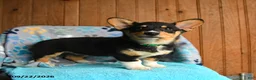Welsh Corgi Pembroke dogs for sale: Blair - Ad 4