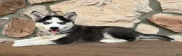 Pomsky dogs for sale: Chris - Ad 4